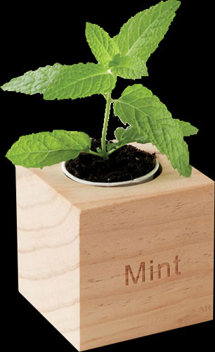 Vasetto in legno con semi di Menta