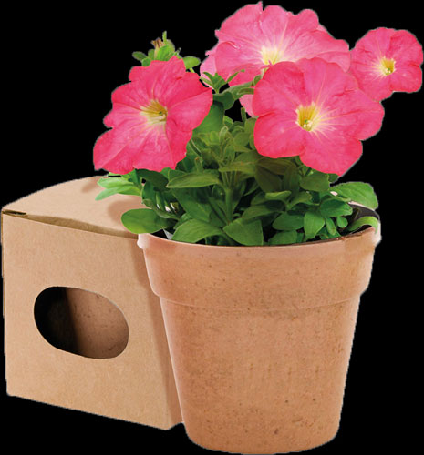 Vasetto con semi di Petunia