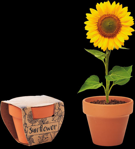 Vasetto di terracotta con semi di Girasole
